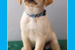 Guide-Dogs-of-America-Clark