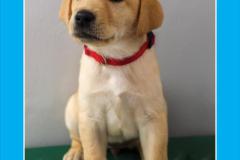 Guide-Dogs-of-America-Kara