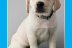 Guide-Dogs-of-America-Krypto