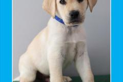 Guide-Dogs-of-America-Lobo