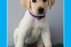 Guide-Dogs-of-America-Lois