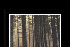 HIGHSTRANGENESS_002_Cover-C_CAREY