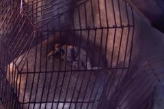 PLANETOFTHEAPES_RPG_SamplePage066