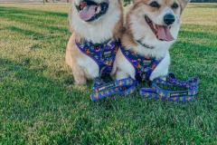 07.31.24-Feed-Post-4-@BENJI_THE_CORGS